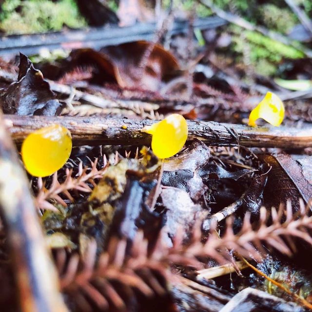Bright yellow cup fungi growing on a fallen branch in a New Zealand forest
